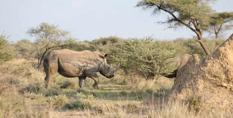 Rhino Tracking