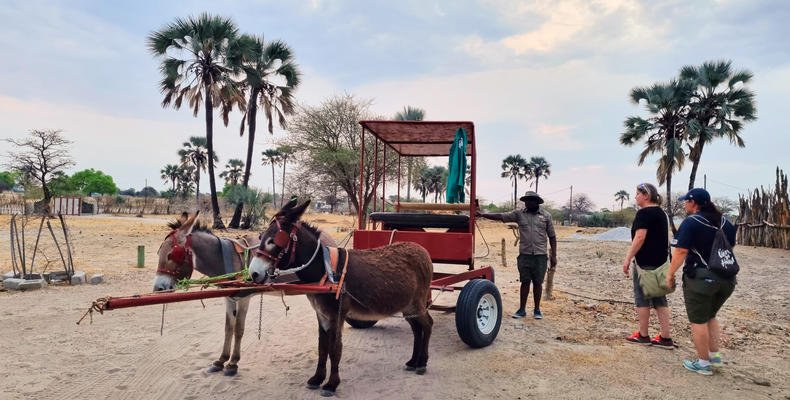 Donkey Cart Rides