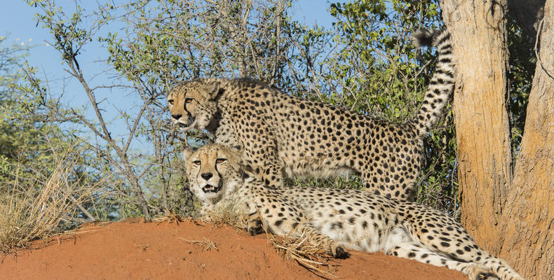 Rescued Cheetah at the AfriCat carnivore care centre 
