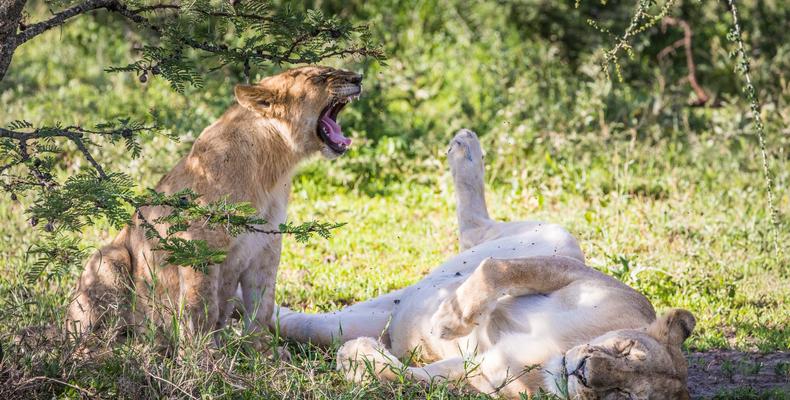 Mila Tented Camp