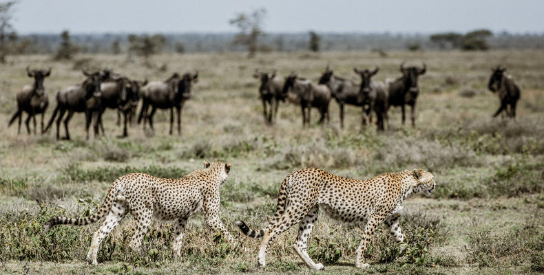 Mila Tented Camp