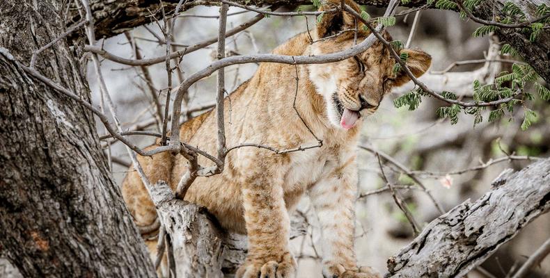 Mila Tented Camp