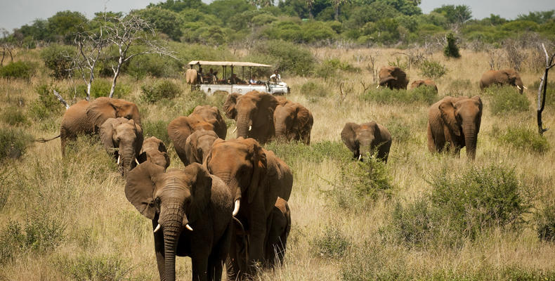 Morukuru Family Madikwe - game drive with elephant herd