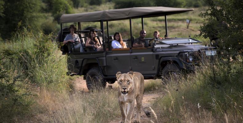 Morukuru Family Madikwe - game drive with lioness