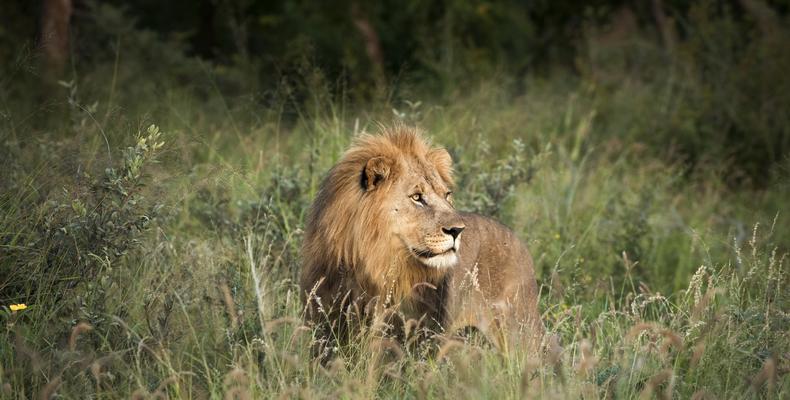 Morukuru Family Madikwe