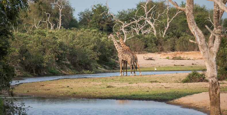 Giraffe in the Selous