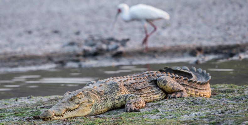 Crocodile 