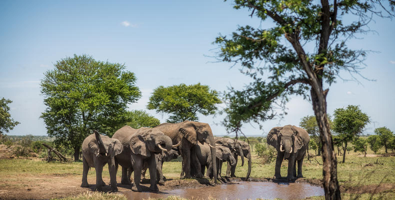 Serengeti Pioneer Camp