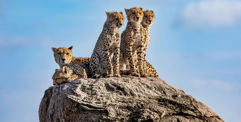 Olkeri Camp - cheetah
