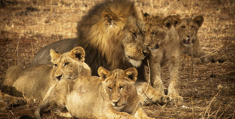 Olkeri Camp - pride of lions