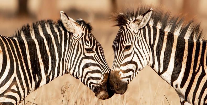 Olkeri Camp - Zebra