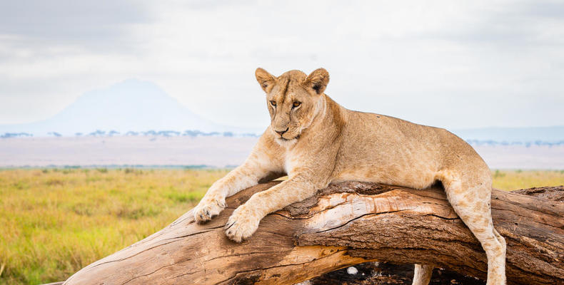 Olkeri Camp - Lion