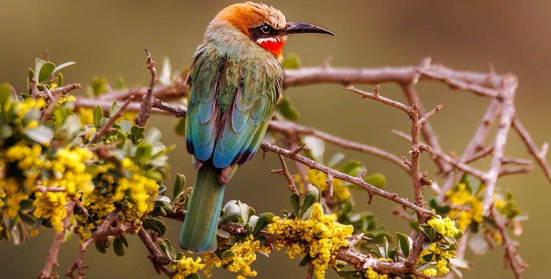 Mount Camdeboo | Wildlife