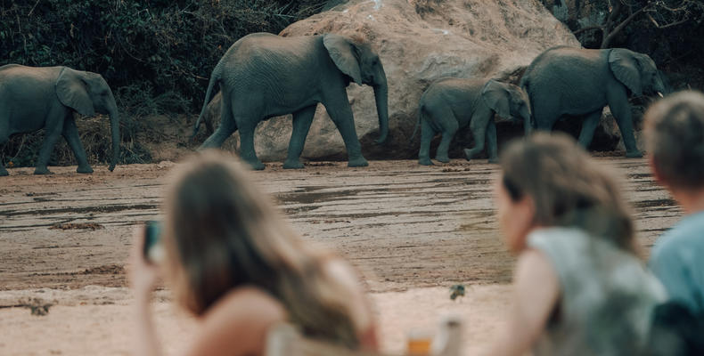 Elephants