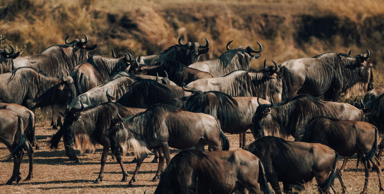 In areas set away from the crowds but game drivable to the migration