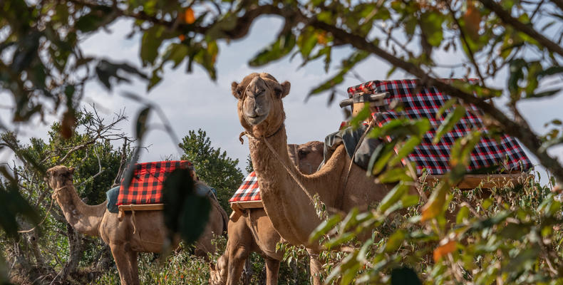 Bush breakfast guests