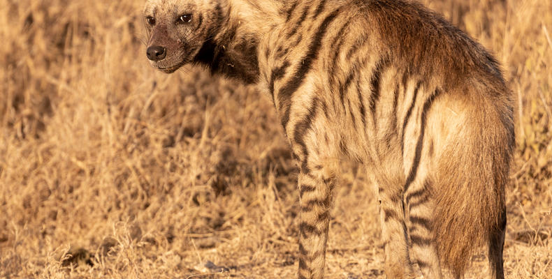 Stripped Hyena 