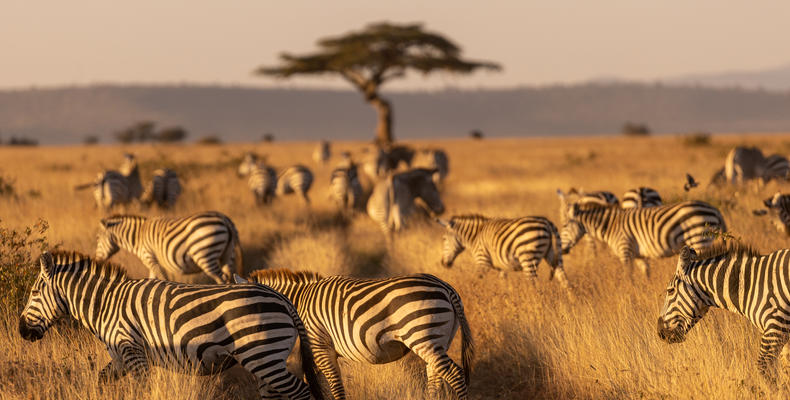 The iconic Mugie tree