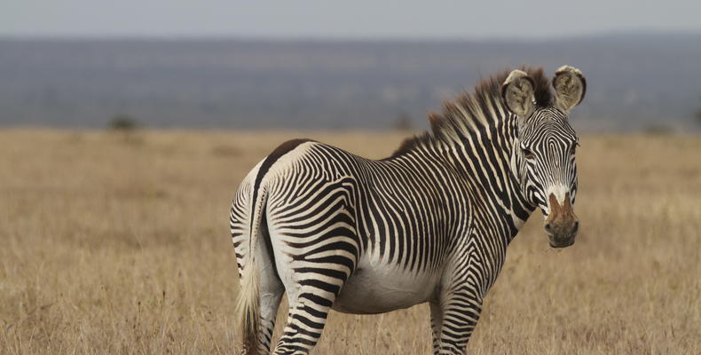 Gravy's Zebra