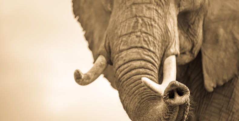 Elephant greeting