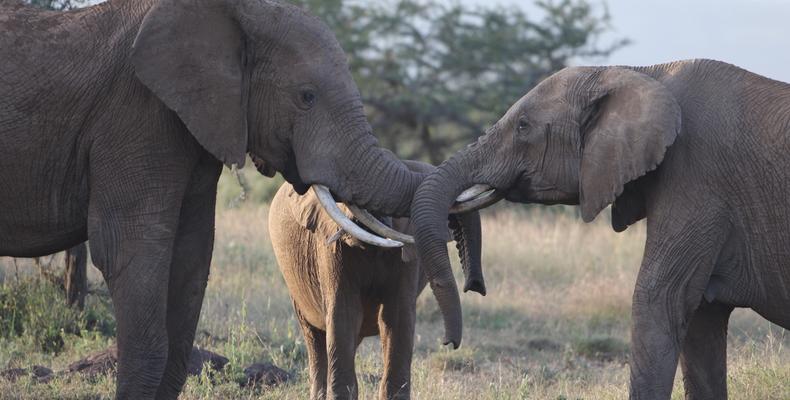 Elephants bonding