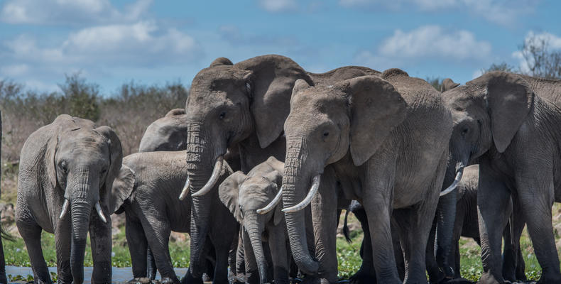 Elephants having a drink