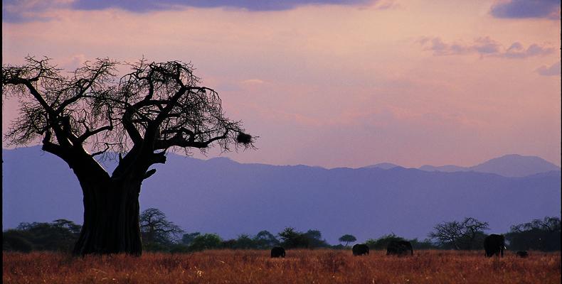 Tarangire Landscape