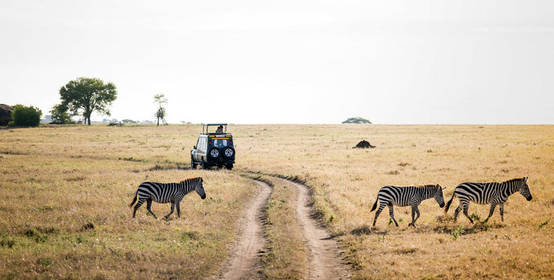 Togoro Safari