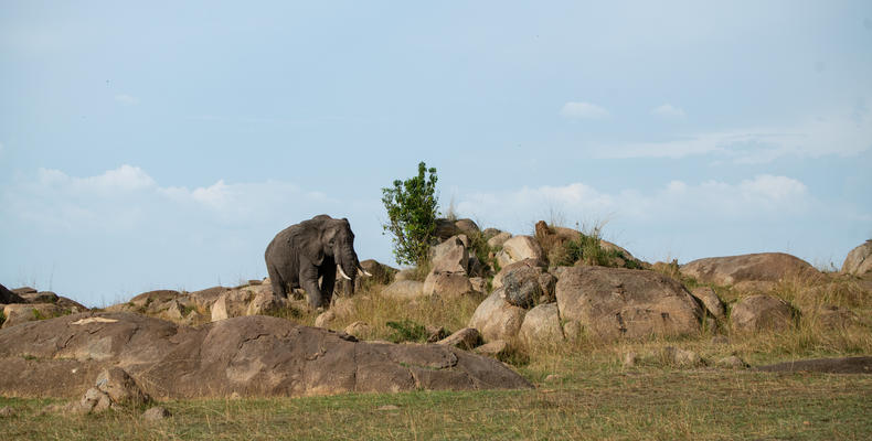 Asilia Africa - Sayari Retreat - Elephant