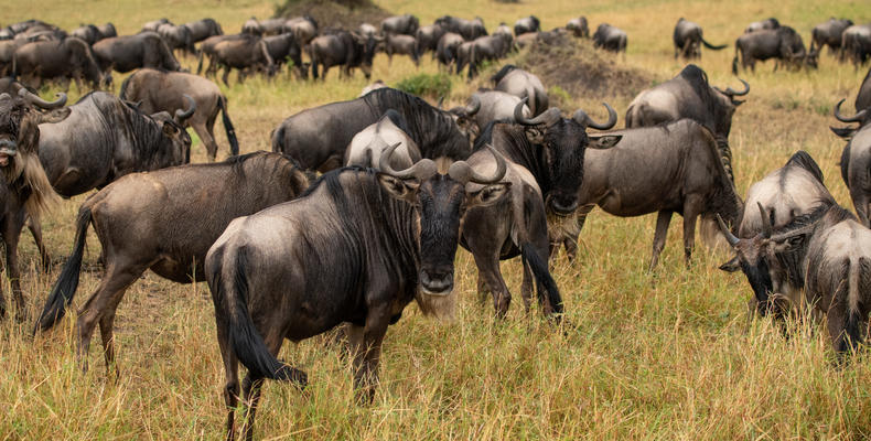 Asilia Africa - Sayari Retreat - Wildebeest
