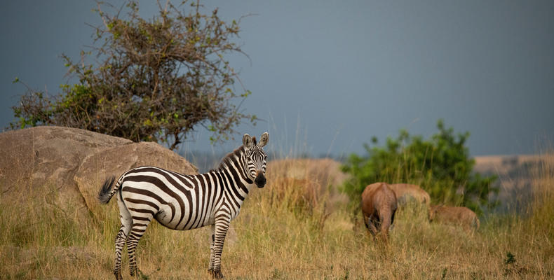 Asilia Africa - Sayari Retreat - Zebra