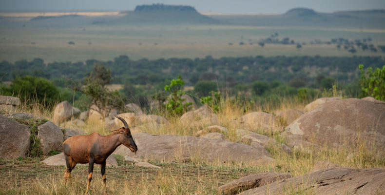 Asilia Africa - Sayari Retreat - Topi antelope