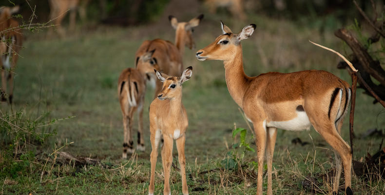 Asilia Africa - Sayari Retreat - Impala antelope