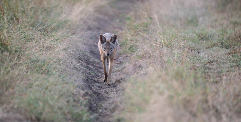Asilia Africa - Sayari Retreat - bat-eared fox