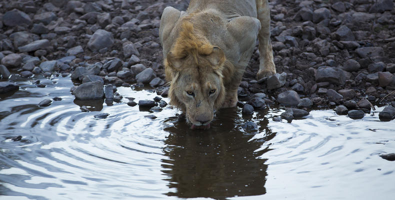 Asilia Africa - Sayari Retreat - Lion