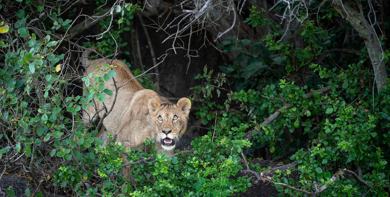 Wilderness Usawa Serengeti