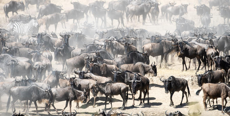 Wilderness Usawa Serengeti
