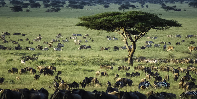 Wilderness Usawa Serengeti