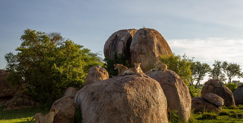 Wilderness Usawa Serengeti