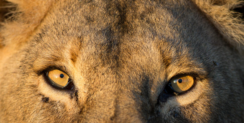 Wilderness Usawa Serengeti