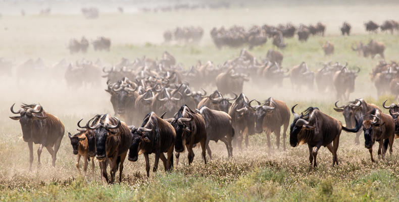Wilderness Usawa Serengeti