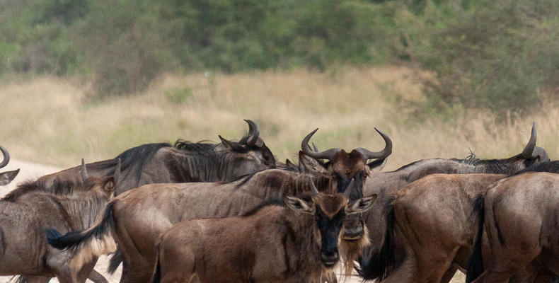 Simbavati Mara 