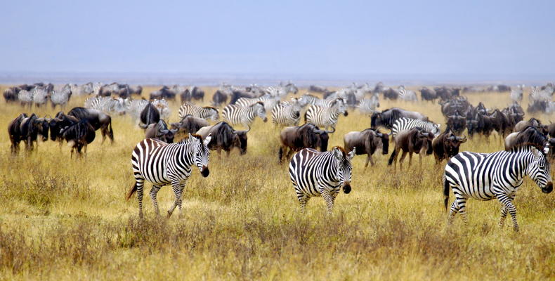 Simbavati Mara 