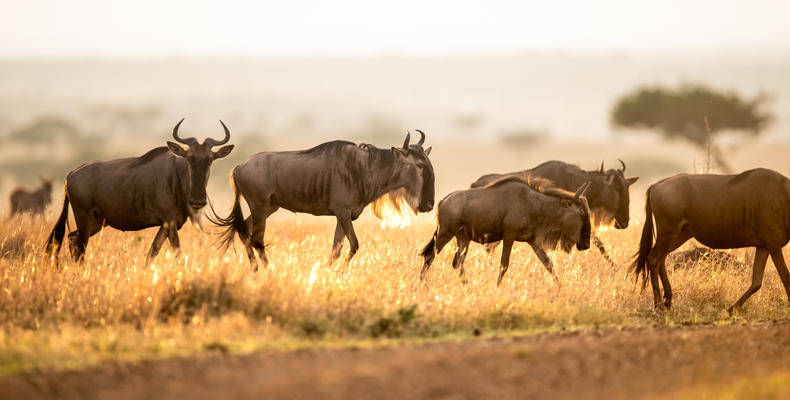 Singita Milele