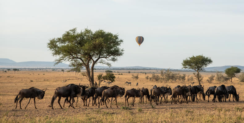 Singita Milele