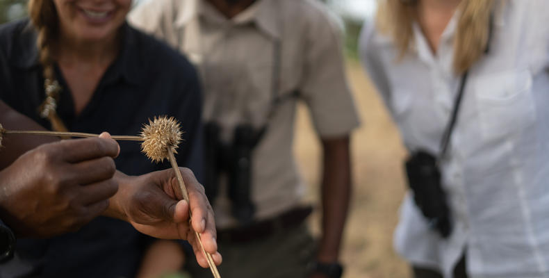 Singita Milele