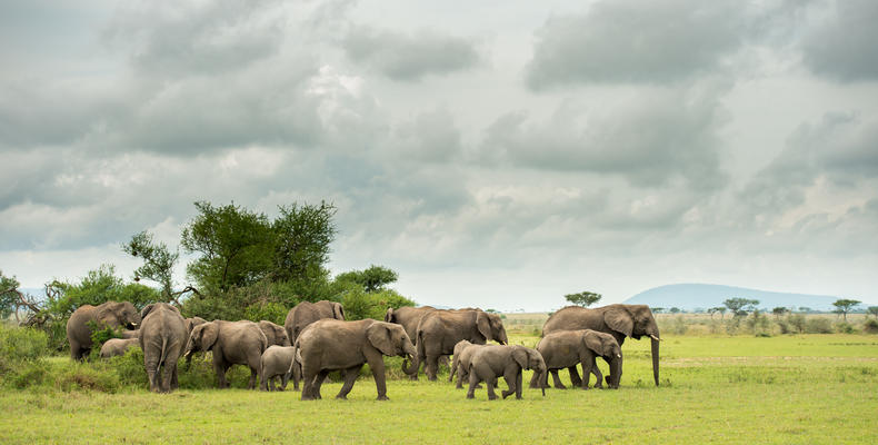 Singita Milele