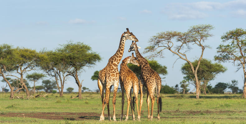 Singita Milele