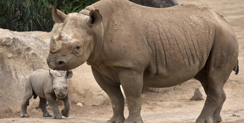 Singita Milele
