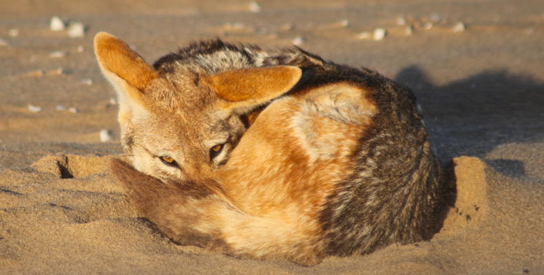 Black Backed Jackal 